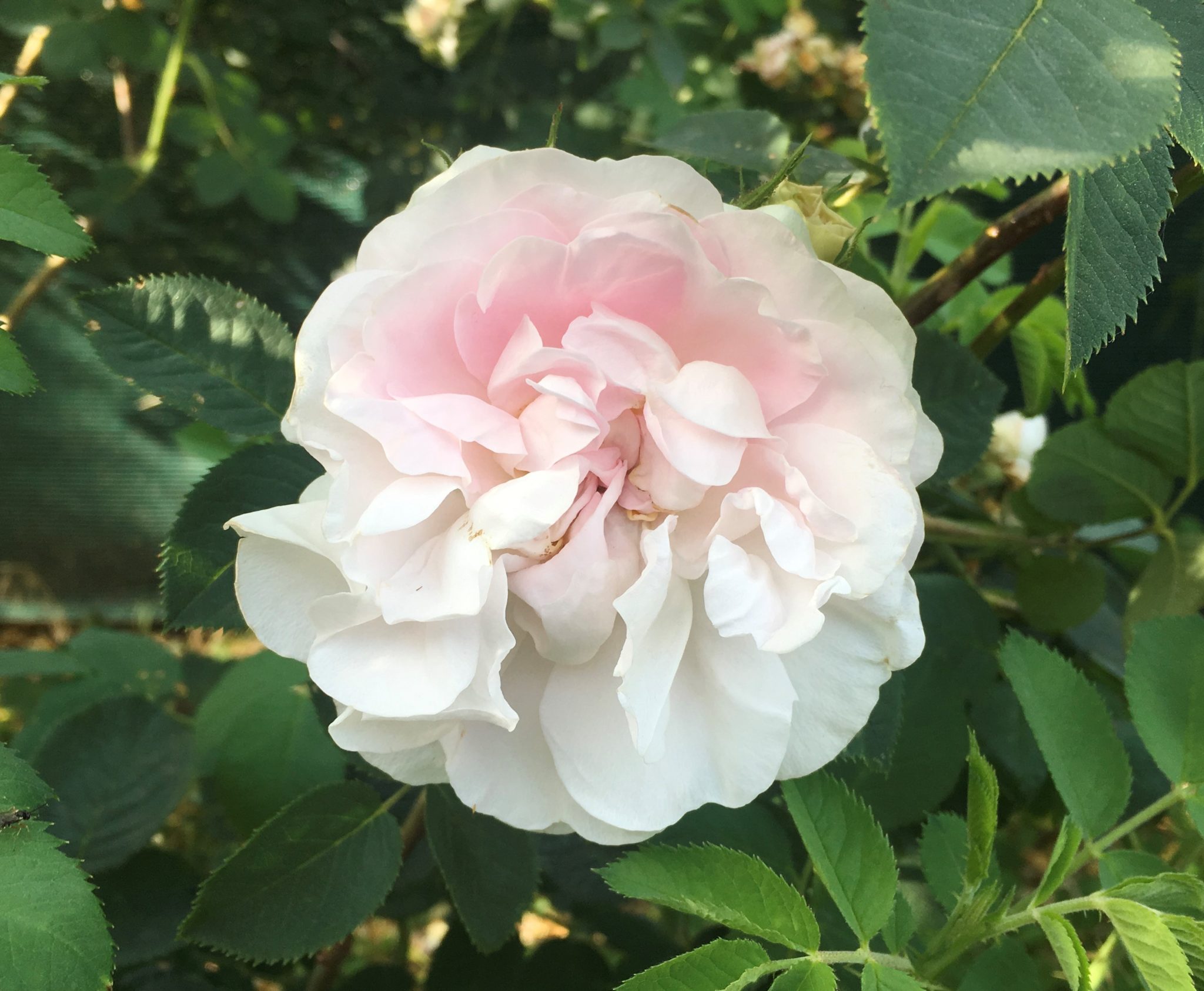 Great Maiden’s Blush | Rose Antiche Rosso Tiziano